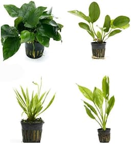 4 Potted Live Aquarium Plants Bundle — Anubias, Sword, Java Fern