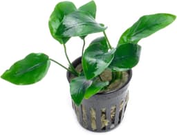 Anubias Nana — Live Aquarium Plant, Potted